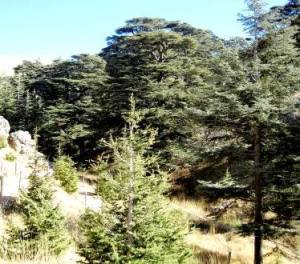 Cedri del Libano Cedars